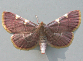 Yellow-fringed Dolichomia